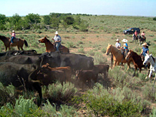 USA-Texas-Panhandle Texas Cattle Round Up